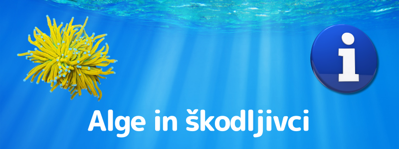 Alge in škodljivci v morskem akvariju